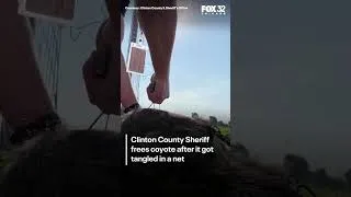 Thumbnail: WATCH: Illinois sheriff comes to the rescue of tangled coyote