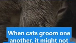 Thumbnail: New study finds when cats groom each other, they might be trying to be annoying