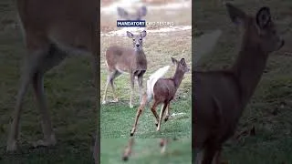 Thumbnail: Missouri sets new deer hunting rules for 2026 season #huntingseason #deerhunting