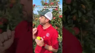 Thumbnail: Maryland crops limited for apple picking season due to spring cold snap