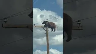 Thumbnail: Bear stuck on utility pole