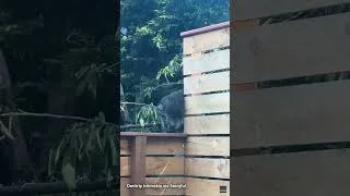 Thumbnail: Jimothy, the raccoon going viral on social media