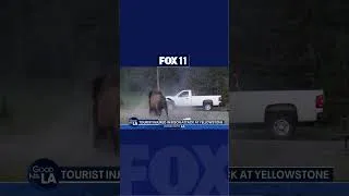 Thumbnail: Bison sends Yellowstone tourist flying