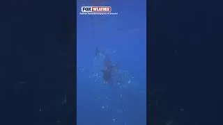 Thumbnail: 🐋 WHAM!: ICYMI, A Study Off The Coast Of Mexico Captured Stunning Footage Of An Orca Hunting