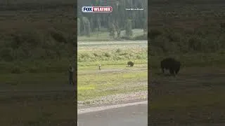 Thumbnail: Man Has Close Encounter With Bison In Yellowstone National Park