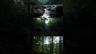 Thumbnail: Long timber woods shot on the DJI action cam #dartmoor #naturephotography