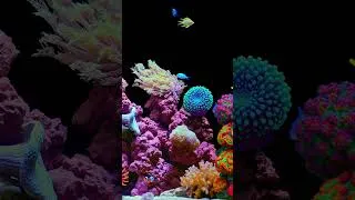 Thumbnail: 👆 Tap Up for Full Aquarium Relaxation!