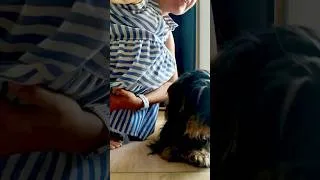 Thumbnail: Prima A/C a palla, poi il SILENZIO! Caldo in cabina di registrazione 🥵 #Shorts #Dachshund