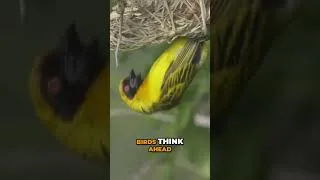 Thumbnail: Birds Plan Ahead – Nature's Most Amazing Nest Builders! 🐦🌿✨ #birds #nests #wildlife #nature