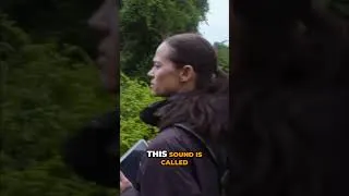 Thumbnail: Gorilla Language – Decoding the Belch Vowel Greeting! 🦍🗣️😮 #gorilla #language #wildlife #nature