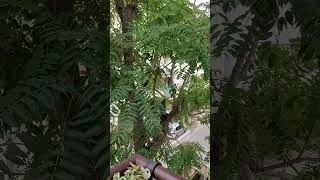 Thumbnail: Magpie Bird Calls with City Ambience #birdcall #urbanbirds #magpie #cityambiance #outdoorambience