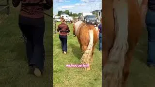 Thumbnail: Sometimes the best horses come in unexpected ways! #palomino #newhorse