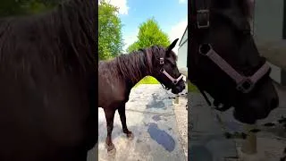 Thumbnail: Spending time with my senior Mare!