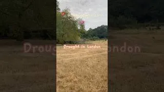 Thumbnail: Today’s drought in London, all grass turns yellow #Londondrought #Londonheatwave