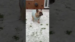Thumbnail: Mochi has been longing for snow ❄️ and now here she plays 🤍 #frenchie #snow #play