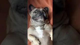 Thumbnail: Dunno why Frenchie always acts so weird 🤷🏻‍♀️ #frenchbulldog #frenchie