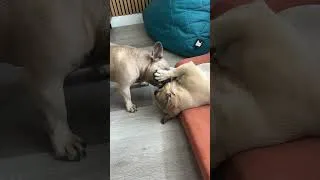 Thumbnail: It’s how Frenchies show their love for each other 💕