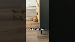 Thumbnail: Frenchies daily routine