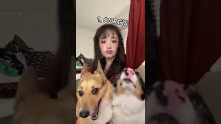 Thumbnail: RAZONES POR LAS QUE NECESITAS DOS CORGIS