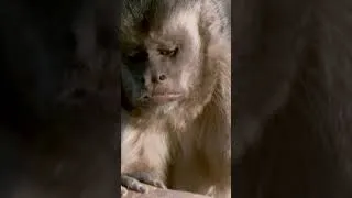 Thumbnail: Attenborough On Primate Tools #shorts