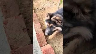Thumbnail: This Is How My German Shepherd Puppy Digs 🥹❤️