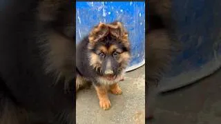 Thumbnail: My German Shepherd Puppy Was Having Too Much Fun 😂❤️