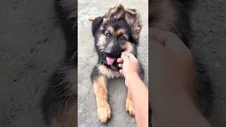 Thumbnail: This Is How I Pet My German Shepherd Puppy 🥹❤️(Part~2)