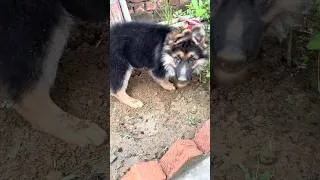 Thumbnail: This Is How My German Shepherd Puppy Plays in Mud 🥺❤️