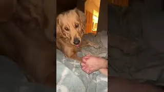 Thumbnail: Our Dog is Jealous (HOLD MY PAW!)