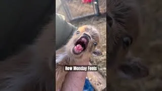 Thumbnail: How Monday Feels #shorts #babygoats #screaminggoat