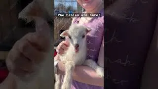 Thumbnail: Lily had 4 sweet babies today! Meet the newborns 💜💜💜#shorts #babygoats #goats