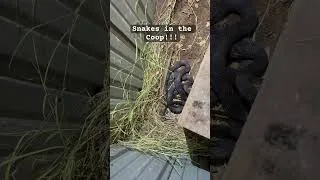 Thumbnail: Mystery of the missing eggs solved! Snakes in the coop! #homesteadlife #chickendrama #snakes