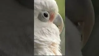 Thumbnail: Cockatoo Eyes Heron Feeding FYV
