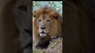 Thumbnail: Lion King Face FYV