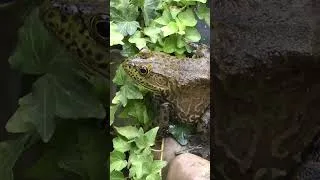 Thumbnail: Bullfrog Bully Short  #frog #nature #bullfrog #squirrel