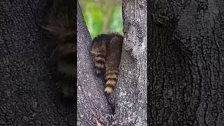 Thumbnail: Raccoon Babies Lost FYV