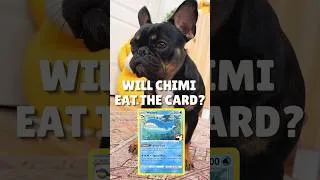 Thumbnail: Will Chimi Eat The Card: Wailord? 🐳 #pokemon #pokemontcg #pokemoncards #playpokemon #chimi