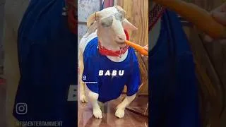Thumbnail: Babu The Bannur (Bandur) Sheep