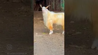 Thumbnail: Nawab Kashmiri Goat of The Bagwans in Satara Maharashtra