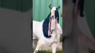 Thumbnail: Kota Empire’s Dakait / Jaat Line Ka Kota Breeder Bakra