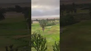 Thumbnail: Springboks Take Over the Golf Course! 🦌⛳ #shortsfeed #wildlife