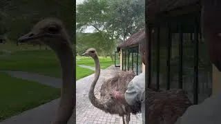 Thumbnail: Watching an Ostrich Being Fed Up Close! | Amazing Giant Bird Encoun