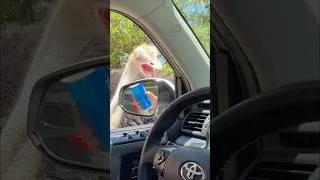 Thumbnail: Crazy animal tries to Eat Car! We barely escaped. #shorts