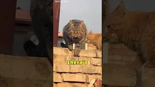 Thumbnail: Cats are holding this block down🤔