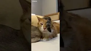 Thumbnail: My cat is the king of indifference « #cat #funny #shortvideo