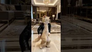 Thumbnail: Billie Jeane Dance Cat