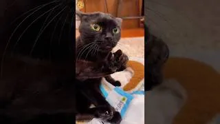 Thumbnail: This Cat Is the Real Gangster 😼