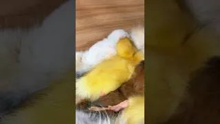 Thumbnail: Cutie lullaby