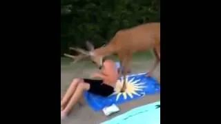 Thumbnail: New Animal Funny Videos 2014 Oh Deer Funny Videos