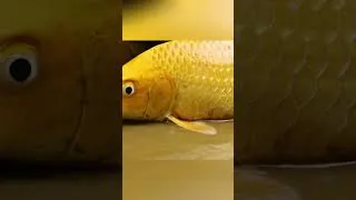 Thumbnail: The goldfish ate three foods and was poisoned#23 #shortvideo #animals #funny